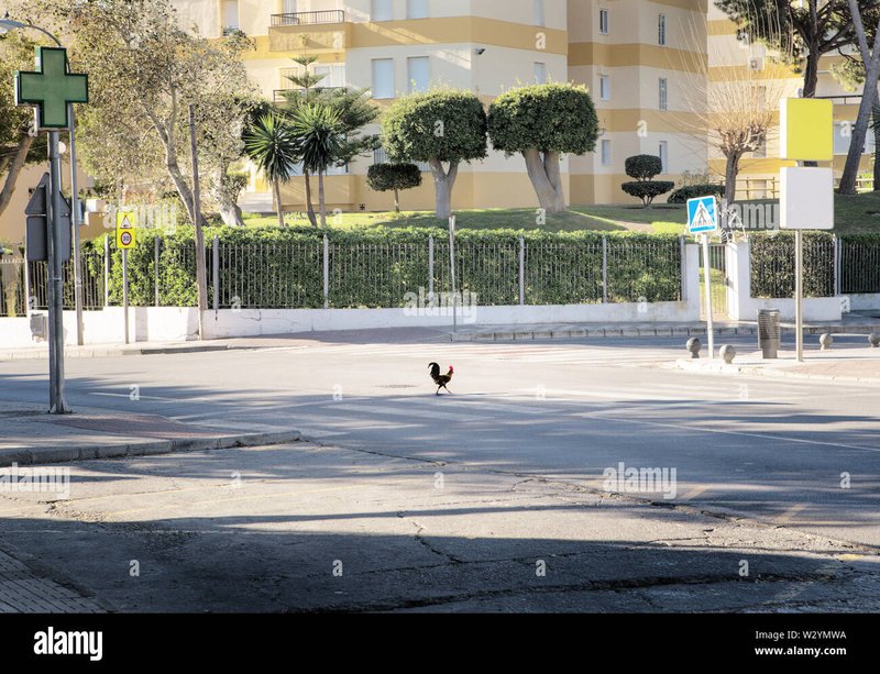 Spain - chicken road españa